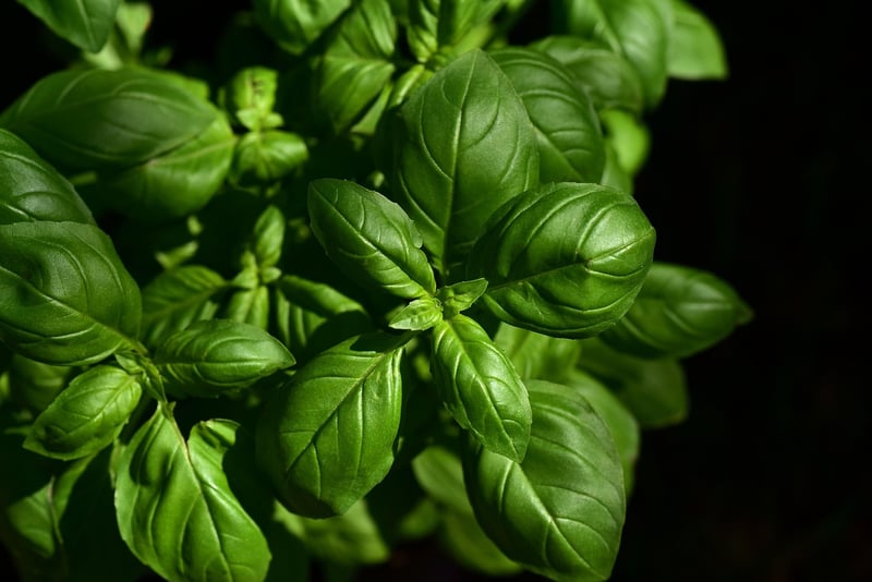 Fresh Herbs Galore