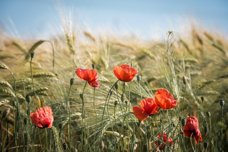 Summer Harvest Tips
