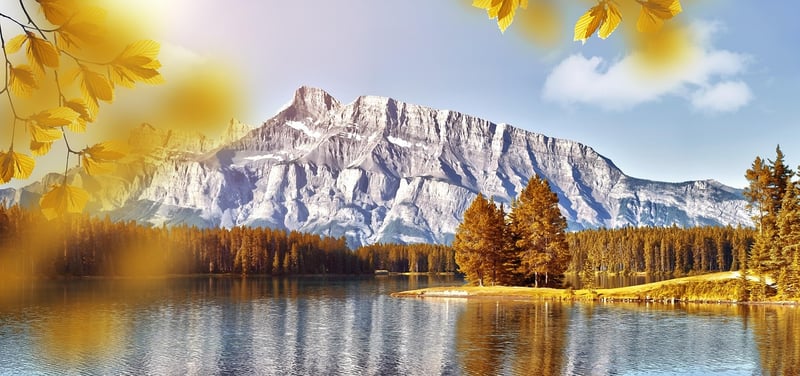 Fall Forest