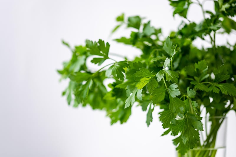 Herb Garden