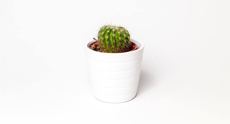 Container Gardening