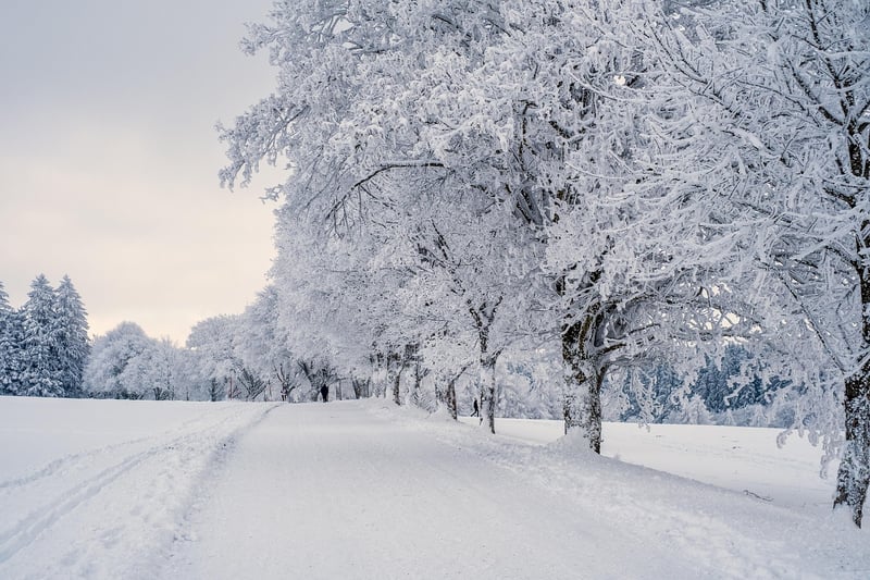 Winter Scene