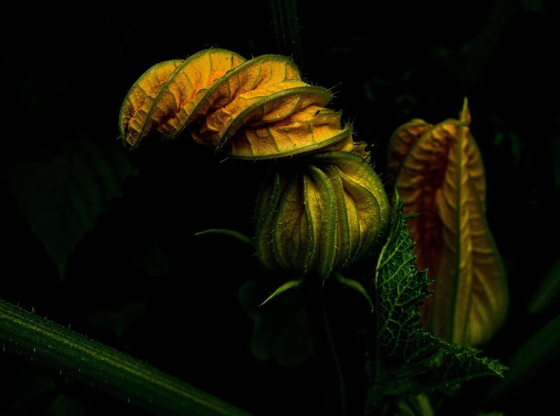 Summer Gardening