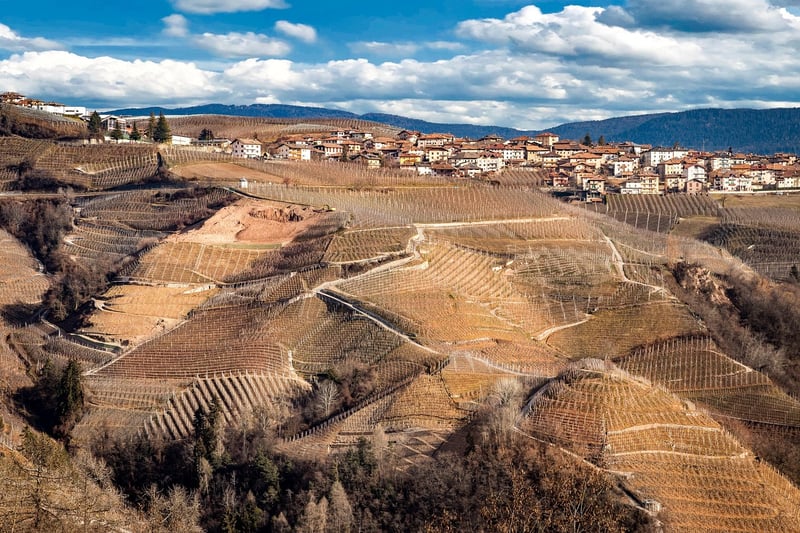 Vineyard